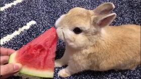 吃瓜兔小叽,揭秘娱乐圈背后的那些事儿