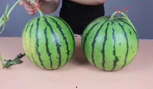 4点吃瓜,揭秘娱乐圈的幕后故事