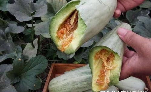 肚瓜可以吃吗,揭秘其食用价值与烹饪技巧