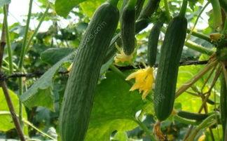 杏能和脆瓜一块吃吗,同食相宜还是不宜？