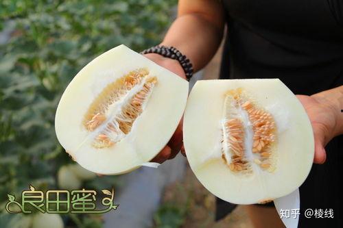 吃雪梨的瓜,探寻吃雪梨的奇妙之旅