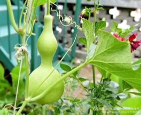 山西怀仁吃瓜视频