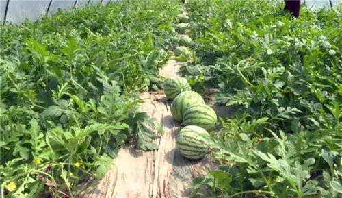 兰州财经吃瓜事件最新