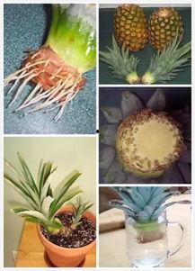 叶丛温洲吃瓜,瓜田里的田园诗篇