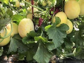 界首吃瓜事件,一场引发全民热议的网络狂欢