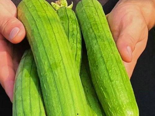 适合长期吃的瓜,适合长期食用的优质瓜类盘点