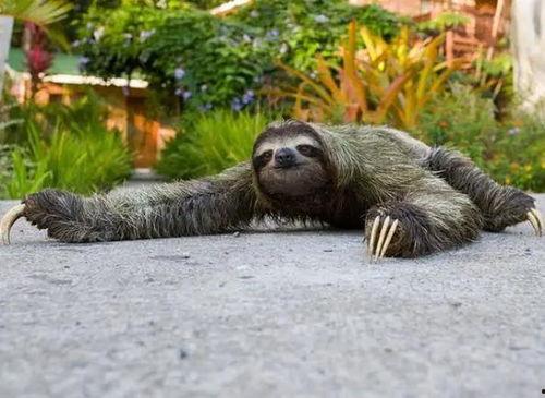 借用动物视角吃瓜,动物视角下的瓜界风云录