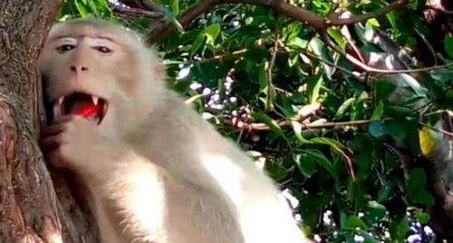 猴子吃辣椒麻瓜,麻瓜与辣椒的奇妙邂逅