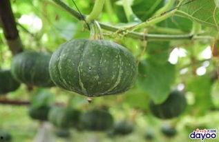 广州哪里有吃瓜,探寻城市中的甜蜜诱惑