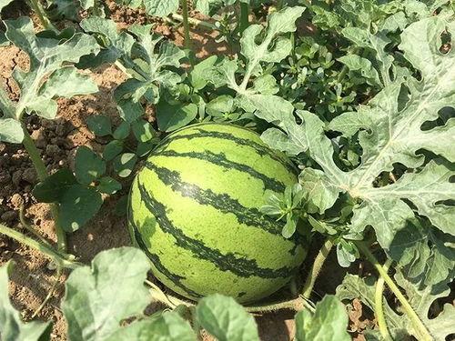 汝明吃瓜,揭秘娱乐圈背后的那些事儿