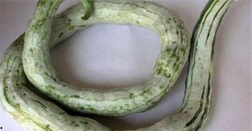 减肥可以吃蛇瓜