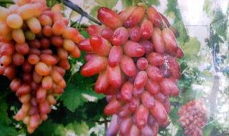 繁星在吃瓜,揭秘娱乐圈幕后故事