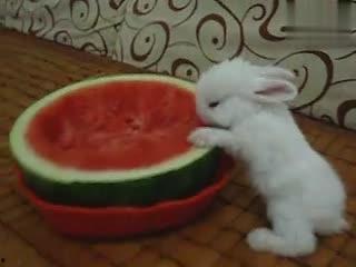 兔子吃洋瓜吗怎么吃,探索兔子的洋瓜食用方法