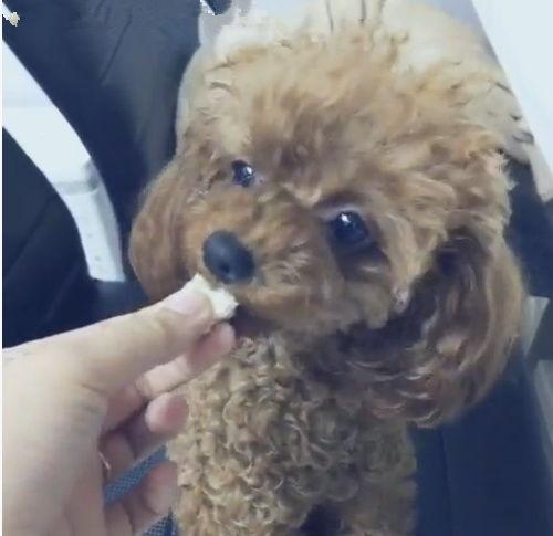 泰迪吃哈密瓜吗,哈密瓜大挑战