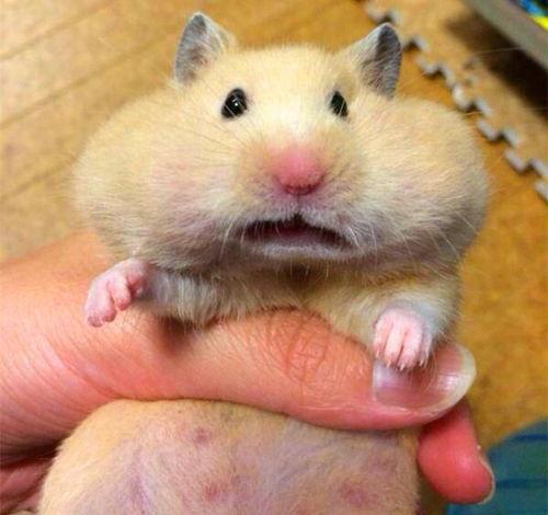 仓鼠可以吃瓜了吗