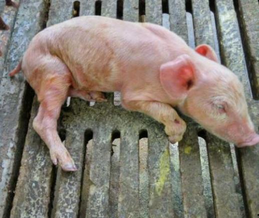 小猪吃吊瓜拉稀,探究原因及预防措施